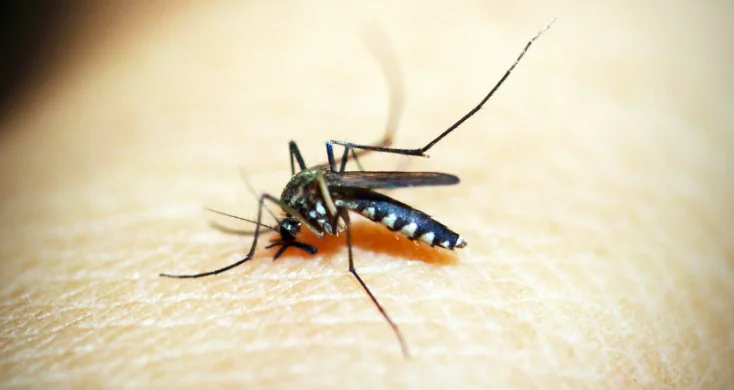 Rimedi bio per proteggersi dalle zanzare